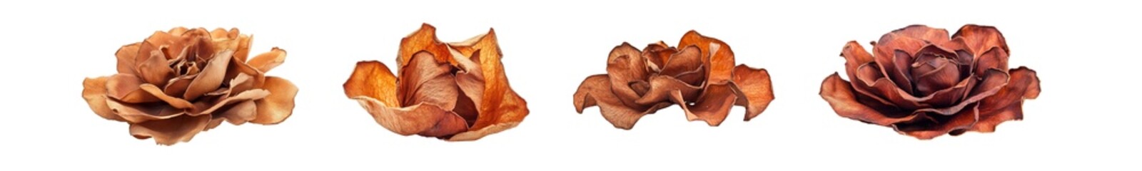 Poster - set of Close-up view of four dried rose-like flowers isolated on transparent background