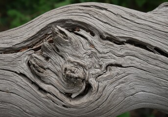 close-up of weathered tree branch with intricate wood grain patterns