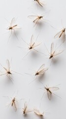Aufkleber - Close-up Mosquito Swarm on White Background with Sharp Wing and Leg Details for Scientific Research and Disease Study Communication