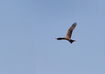 Wall Mural - A black kite hovers against the background of a blue and clear sky, looking for food..