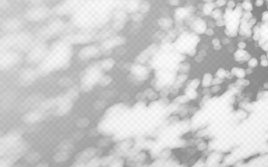 Wall Mural - abstract shadow overlay from tree branch on a transparent background.