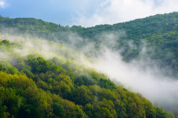 Wall Mural - fog evaporating above the foliage forest on the hill. green environment background in highlands of u