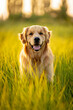 © SORIF - Golden Retriever Sitting in Sunny Meadow with Bokeh Background