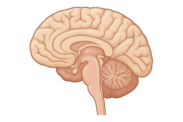 Poster - Realistic anatomical illustration of a human brain in profile, highlighting its main components, with transparent background