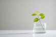 © Dejan - minimalist composition featuring single accent seedling on clean ultrabright background