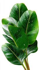 Aufkleber - Lush Green Banana Leaves With Water Droplets, Symbolizing Tropical Freshness and Sustainable Living for Eco-Conscious Consumers : Generative AI