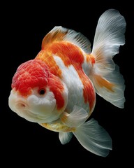 Poster - Oranda Goldfish With Red and White Markings on Black Background, Symbolizing Aquatic Beauty and Pet Ownership : Generative AI