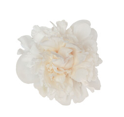 Fototapete - Close up of perfect beautiful white peony flower, isolated on a transparent background, for a design projects