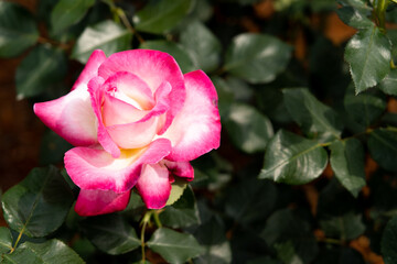 Wall Mural - Bloom pink white rose with green leave in the garden