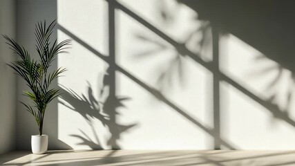 Poster - Sunlight streaming through a plant illuminates shadows a potted window in an empty white room, casting shadows on the wall and creating a peaceful atmosphere copy space