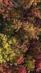 Wall Mural - vibrant autumn landscape revealing colorful forest canopy from overhead perspective, showcasing gold