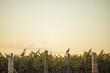 © Austockphoto - Magpie sitting on fence supporting grape vines in winery