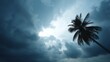 © Elena - Dramatic lowangle shot of a leaning palm tree under dark storm clouds capturing tension and natural intensity with expansive copy space