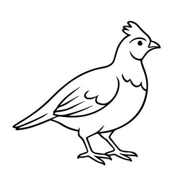hazel grouse vector realistic line icon on white background
Vector line icon animal, wildlife