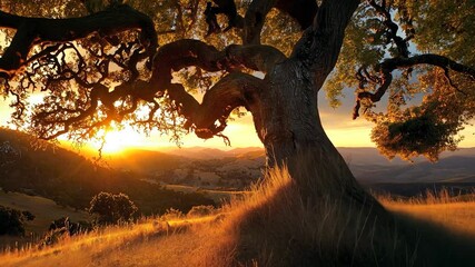 Poster - Majestic oak tree at sunset over hills