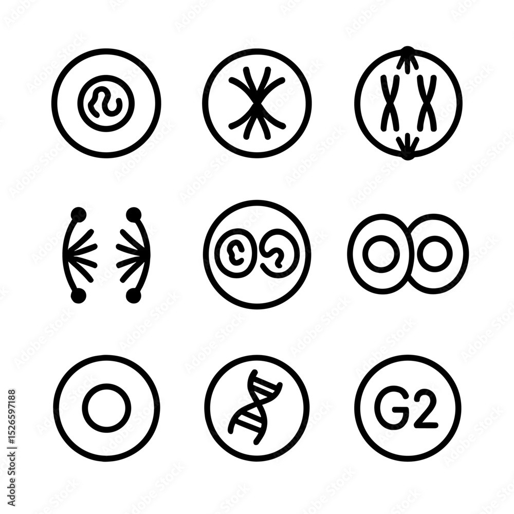 Cell Division Icon Set. Outline icon set of cell division phases ...