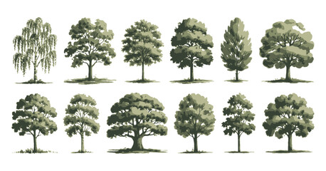 Poster - Set of Twelve Different Trees in a Variety of Shapes and Sizes Isolated on a White Background in a Vector Style Illustration