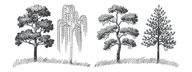 Poster - Hand Drawn Tree Collection with Oak Weeping Willow Pine and Fir Trees on a White Background with Grass