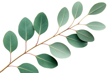 Wall Mural - A eucalyptus branch with green leaves against a black background showing natural botanical beauty close up