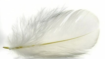 Poster - A single white feather lies on a white surface, providing a simple and elegant composition.