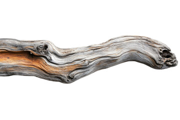 Poster - A weathered, curved piece of driftwood with variations in wood grain and color. background removed