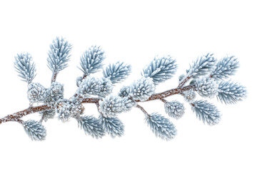 Poster - Frost-covered pine branch with needles and cones, isolated on a transparent background. background removed