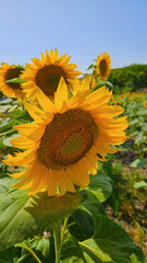 Wall Mural - Bright yellow Sunflower glowing in sunlight