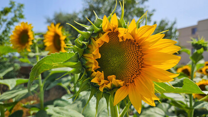 Wall Mural - Bright yellow Sunflower