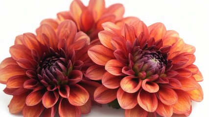 Poster - Ornamental arrangement of three bright orange flowers on a clean white surface