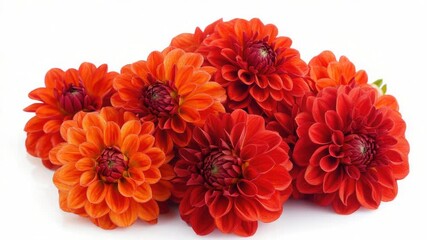 Poster - A bouquet of bright red flowers on a clean white background