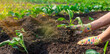 © yanadjan - planting cabbage in the garden. Selective focus.