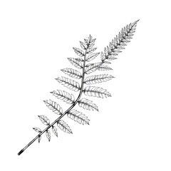 branch of a tree