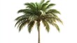 © Johannes - palm tree isolated on white background