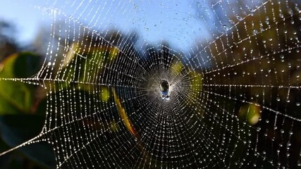 Close-up of detailed spiderweb covered in morning dew with soft blurred garden in background, concept of fragility and natural geometry