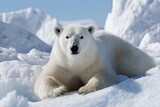 Polar bear resting on snowy arctic ice landscape