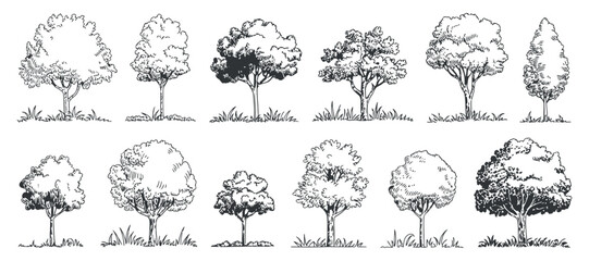 Poster - Collection of Hand Drawn Trees Black and White Sketch Style Vector Illustration of Various Tree Shapes and Sizes for Landscape Design