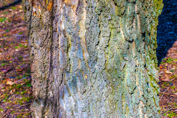 hackberry bark texture. texture of the hackberry bark. hackberry bark background. hackberry tree tru