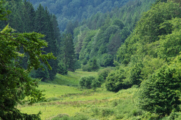 Wall Mural - a beautiful lush green forest landscape featuring vibrant foliage and a serene meadow