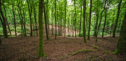 Wall Mural - a lush green forest with trees, vibrant underbrush, and diverse flora and fauna in harmony