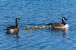 © Susan Hodgson - A small family of Canadian Geese with three young goslings protected by the parents on either side.