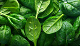 Fresh, Wet Spinach Leaves A Macro Close-Up