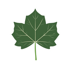 2d flat a maple leaf illustration vector, isolated on a white background.