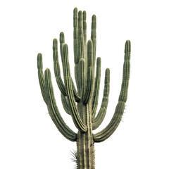 Tall saguaro cactus with many arms against a transparent background