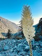 © Bryan Lambert - A vertical shot of a Chaparral Yucca plant stands tall by the roadside on the winding ascent to Mt. Baldy, California, highlighting its distinctive form.