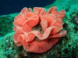 red sea anemone
