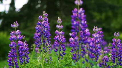 Wall Mural - Slow motion violet flowers blooming in the botanical garden