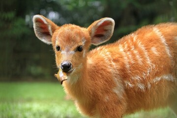 Wall Mural - portrait of a cute sitatunga