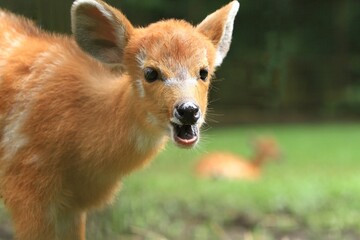 Wall Mural - portrait of a cute sitatunga