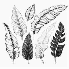 Poster - A collection of hand-drawn monochrome feather illustrations, featuring detailed line art and varying shades of grey, suitable for decorative or artistic projects.