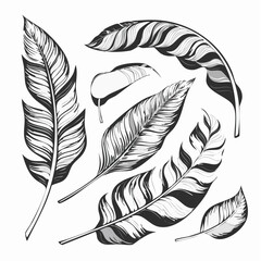 Poster - Vector illustration of various stylized black and white feathers with detailed line art, perfect for decorative designs and artistic projects